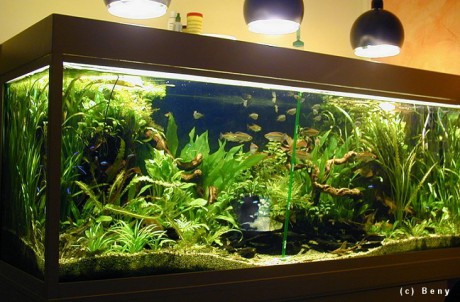 sladkovodní akvárium.